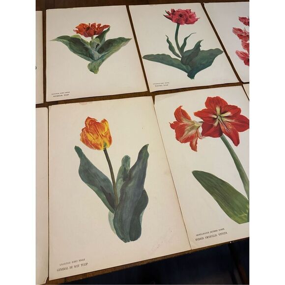 Flowers Drawn by Arlette Davids Text by Princess Bibesco prints Red  10x14” - Picture 3 of 12